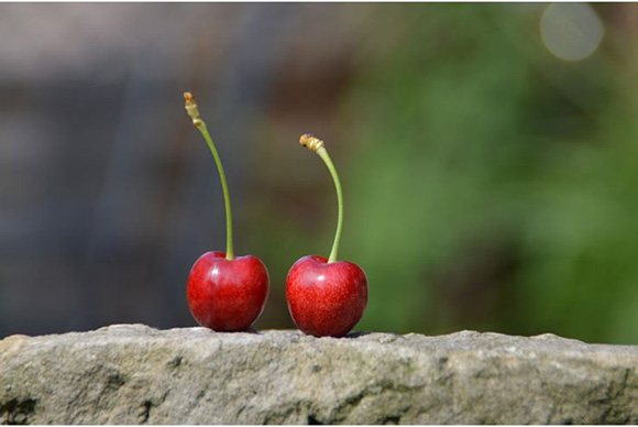 cherry picking 캡처-web.jpg